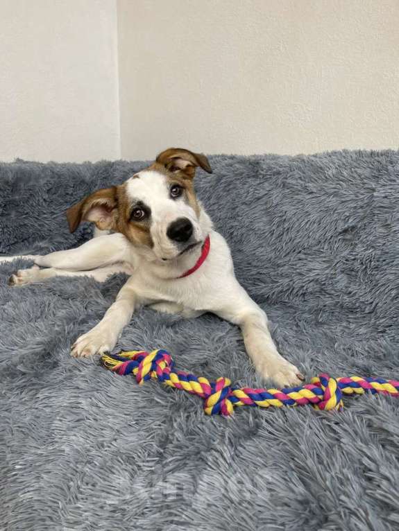 Собаки в Москве: Белый щенок Айла в добрые руки Девочка, 1 руб. - фото 3