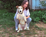 Собаки в Звенигороде: Лаки ищет дом Девочка, 1 руб. - фото 2