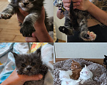 Кошки в других городах Краснодарского края: Мейн-кун Мальчик, 15 000 руб. - фото 1
