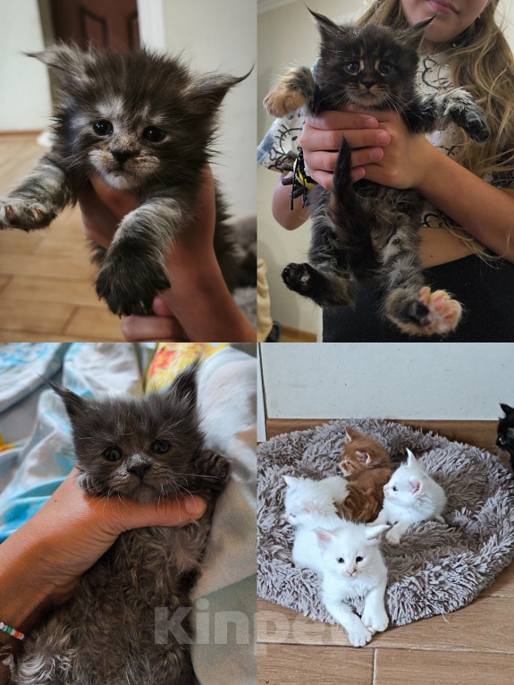 Кошки в других городах Краснодарского края: Мейн-кун Мальчик, 15 000 руб. - фото 1