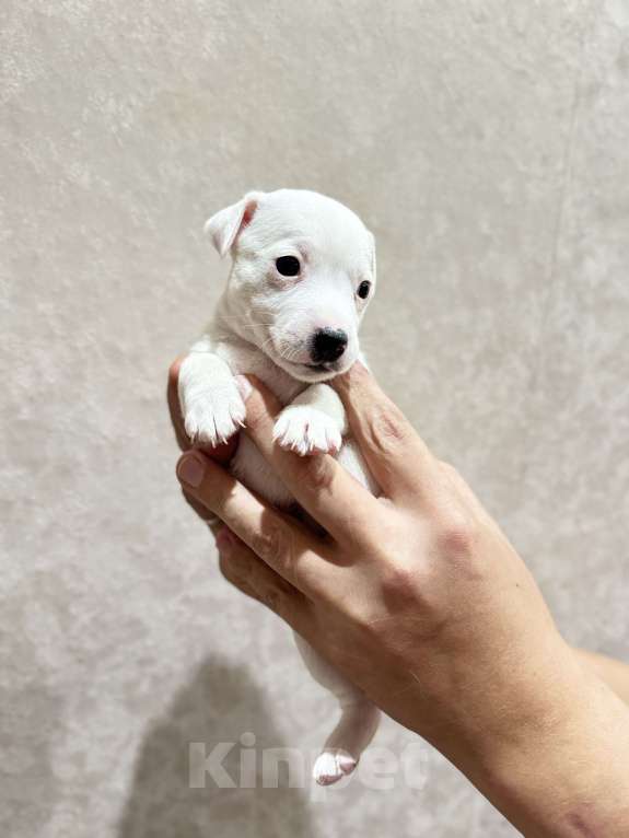 Собаки в Александрове: Щенок Джек Рассел  Девочка, 15 000 руб. - фото 2