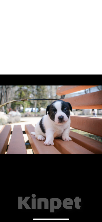Собаки в Симферополе: Девочка Девочка, 19 000 руб. - фото 1
