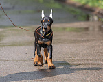 Собаки в Зеленограде: Кобель добермана 2 мес  Мальчик, 100 000 руб. - фото 3