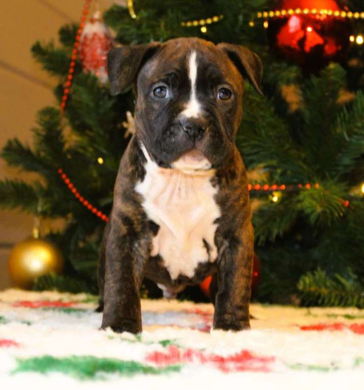 Собаки в других городах Московской области: Мальчик амстафф Мальчик, 60 000 руб. - фото 3