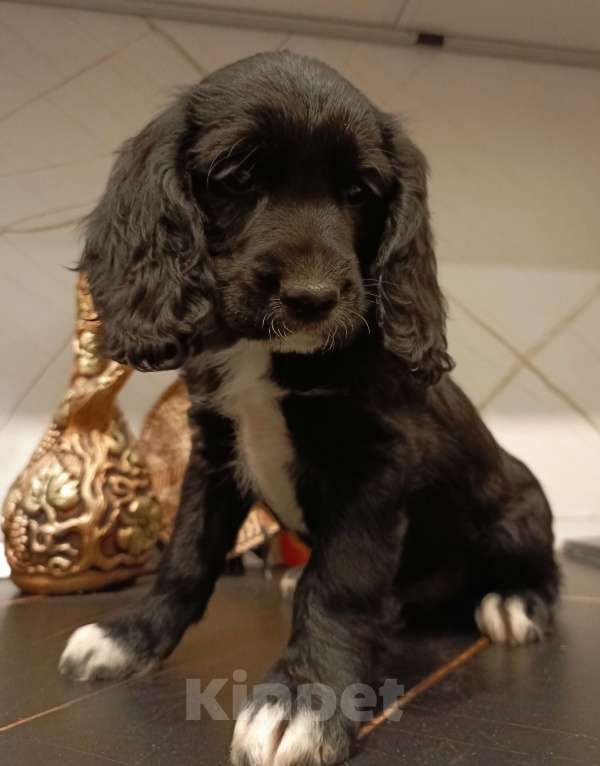 Собаки в Москве: Девочка 1 Девочка, 20 000 руб. - фото 4