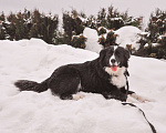 Собаки в Звенигороде: Вечный двигатель Влада собака в дар Девочка, Бесплатно - фото 7