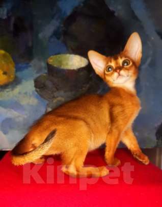 Кошки в Москве: Абиссинские котята американских линий Мальчик, 50 000 руб. - фото 5