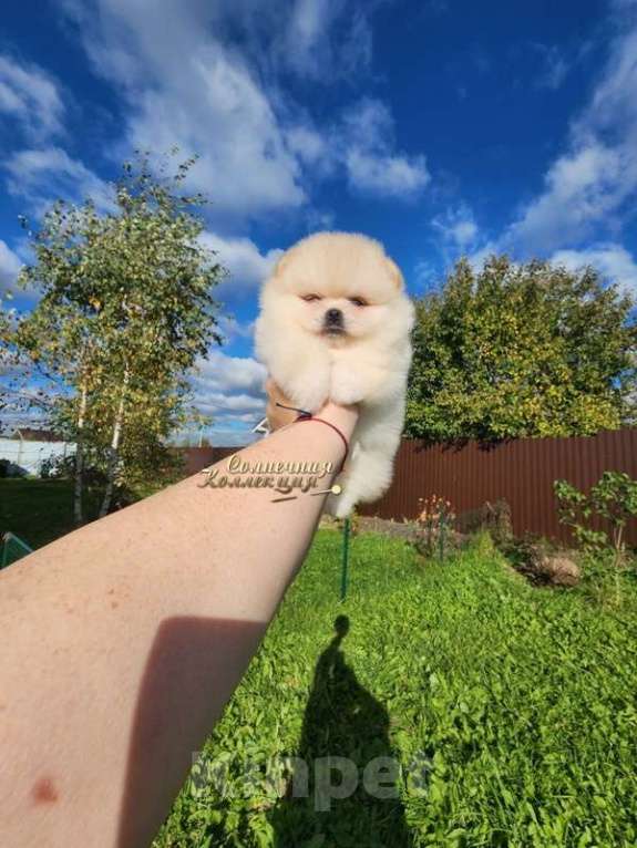 Собаки в Москве: Девочка померанского шпица из племенного питомника РКФ Девочка, Бесплатно - фото 2