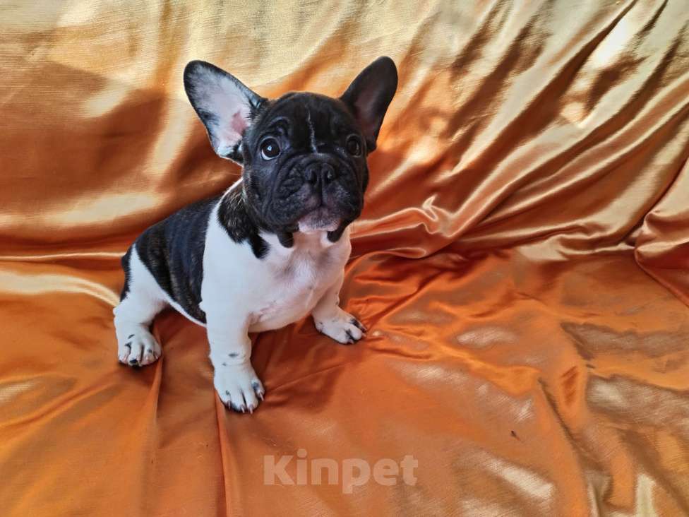 Собаки в Новокузнецке: Жорик Мальчик, 45 000 руб. - фото 5