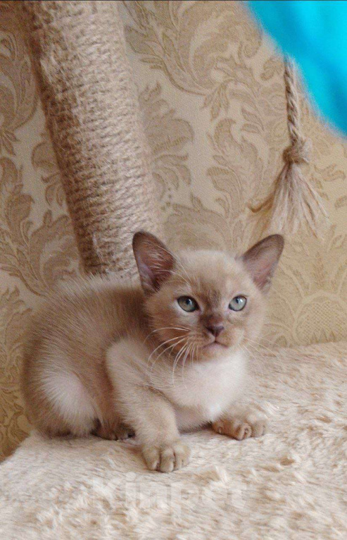 Кошки в Санкт-Петербурге: Бурманский  котенок ( Шампань -эксклюзив) Мальчик, 35 000 руб. - фото 1