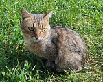 Кошки в Калуге: Котенок Мальчик, Бесплатно - фото 1