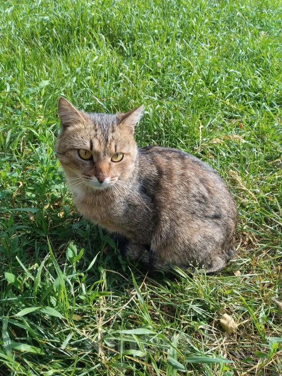 Кошки в Калуге: Котенок Мальчик, Бесплатно - фото 1