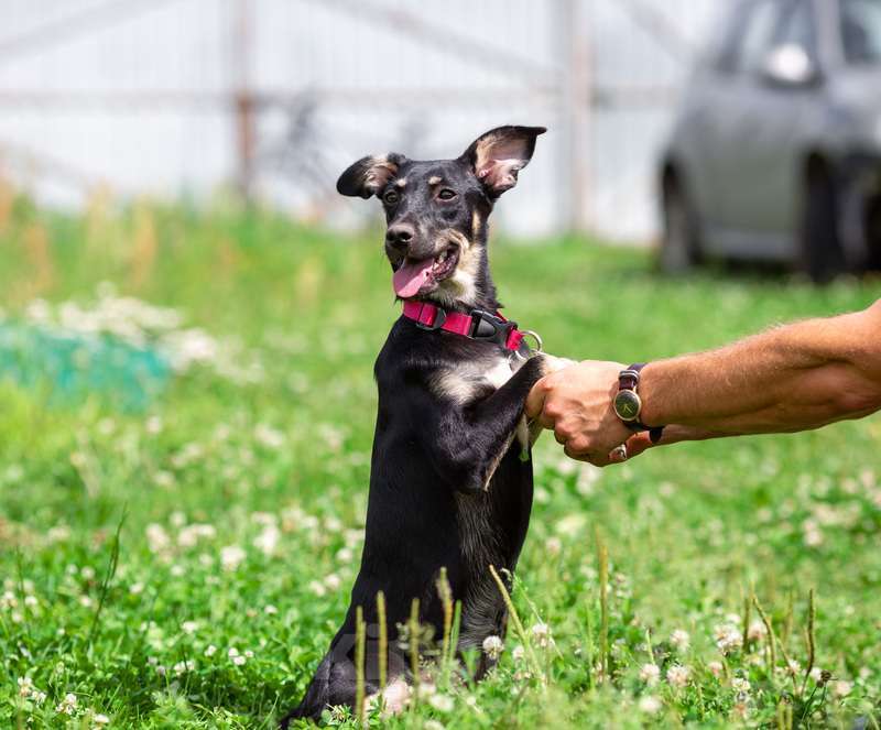 Собаки в Москве: Небольшая малышка щенок Сенди в добрые руки Девочка, 1 руб. - фото 4