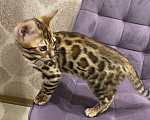 Кошки в Евпатории: Бенгальские котята ben 24 Мальчик, 25 000 руб. - фото 2