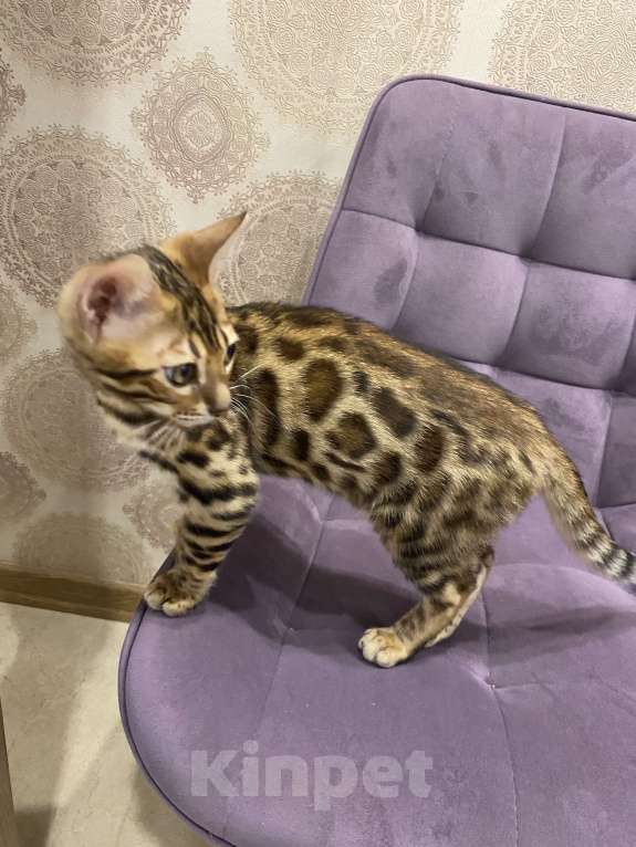 Кошки в Евпатории: Бенгальские котята ben 24 Мальчик, 25 000 руб. - фото 2