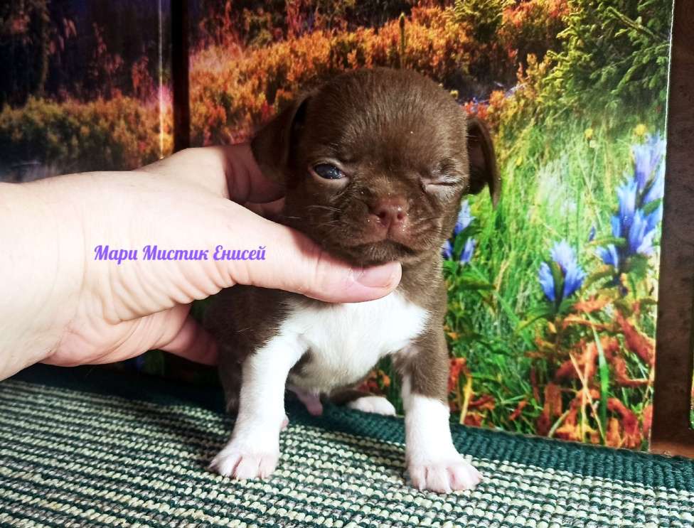 Собаки в Санкт-Петербурге: Енисей чихуахуа шоколадного окраса Мальчик, 70 000 руб. - фото 6