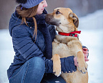 Собаки в Солнечногорске: В добрые руки Мальчик, Бесплатно - фото 2