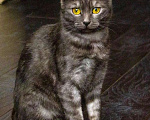 Кошки в Москве: Кошка Нора – длинноногая красотка в добрые руки Девочка, Бесплатно - фото 6
