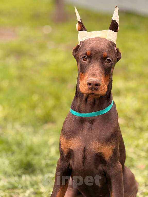 Собаки в Воронеже: щенок добермана Девочка, 80 000 руб. - фото 3