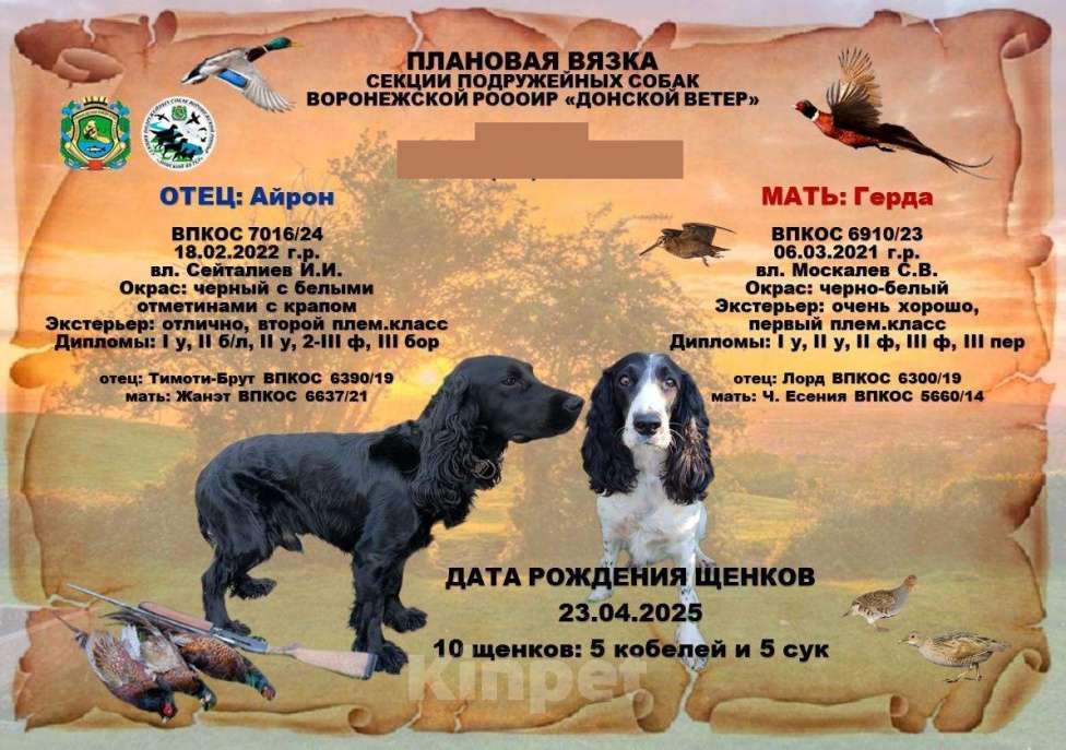 Собаки в Ельце: Продажа щенка русского охотничего спаниеля Девочка, 35 000 руб. - фото 3
