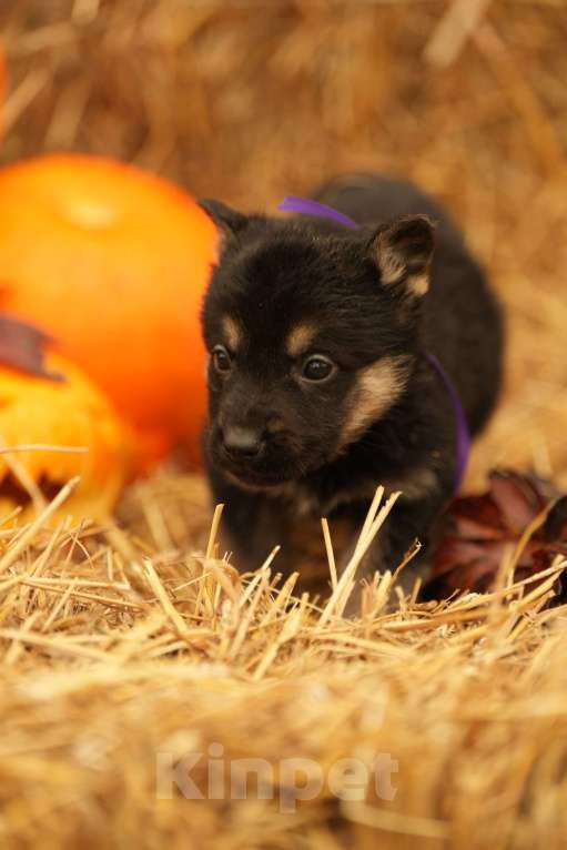 Собаки в других городах Московской области: Лучший Восточник в РФ Мальчик, 65 000 руб. - фото 3