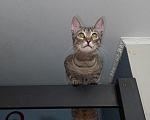 Кошки в Видном: Взрослый, ласковый котей Мальчик, 10 руб. - фото 6