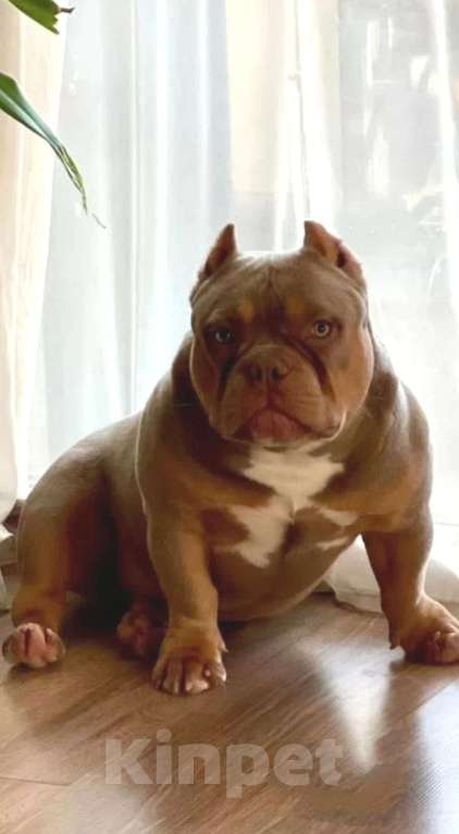 Собаки в Москве: Девочка-булли Девочка, 90 000 руб. - фото 5