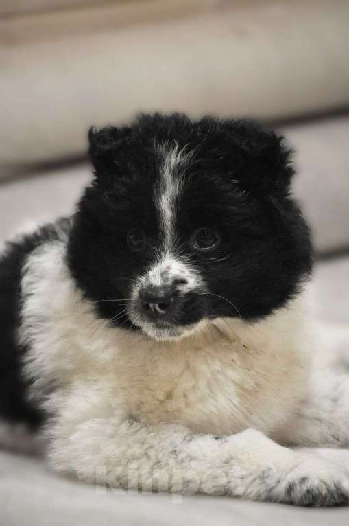 Собаки в Лосином-Петровском: Сандра,якутенок ппбж Девочка, Бесплатно - фото 8