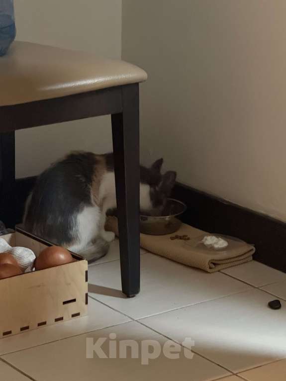 Кошки в Москве: Шипучка Девочка, 10 000 руб. - фото 5