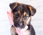 Собаки в Химках: Нюша и Плюша 🎀🎀 Девочка, Бесплатно - фото 5