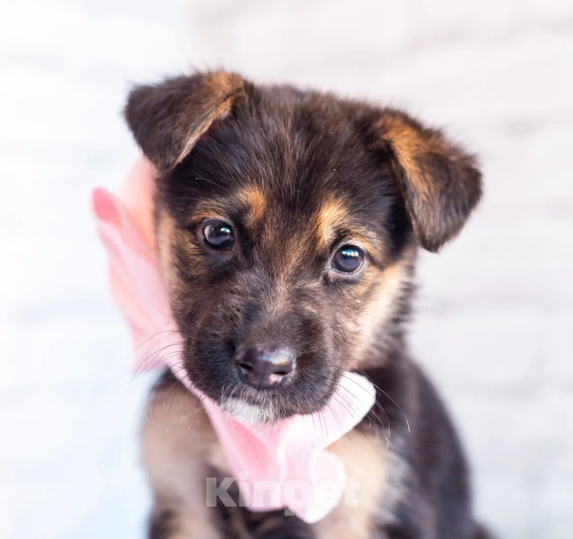 Собаки в Химках: Нюша и Плюша 🎀🎀 Девочка, Бесплатно - фото 5