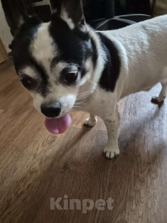 Собаки в Солнечногорске: Мальчик чихуахуа, найден у магнита Центральная ул., с2/1, Солнечногорск. Мальчик, Бесплатно - фото 1