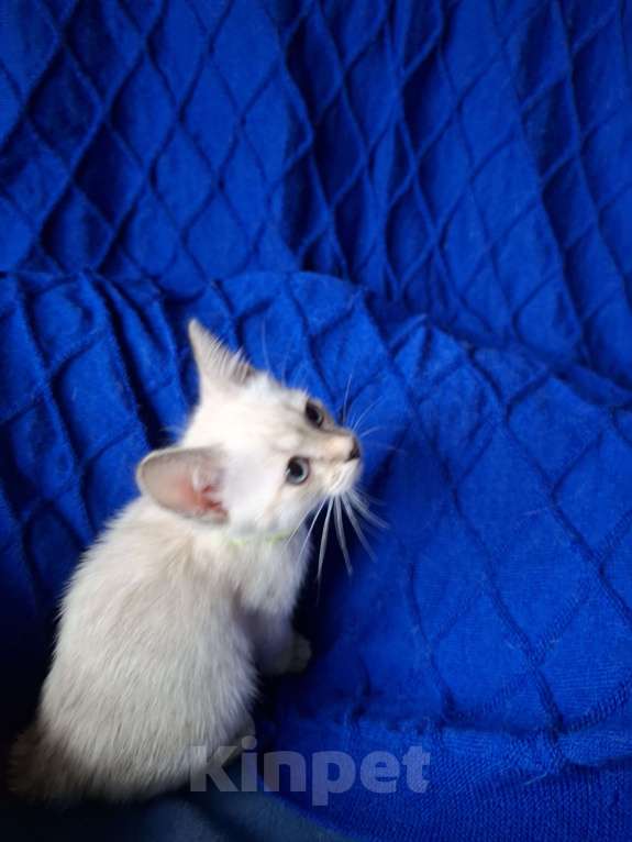 Кошки в Москве: Мой любимец Мальчик, 50 000 руб. - фото 2