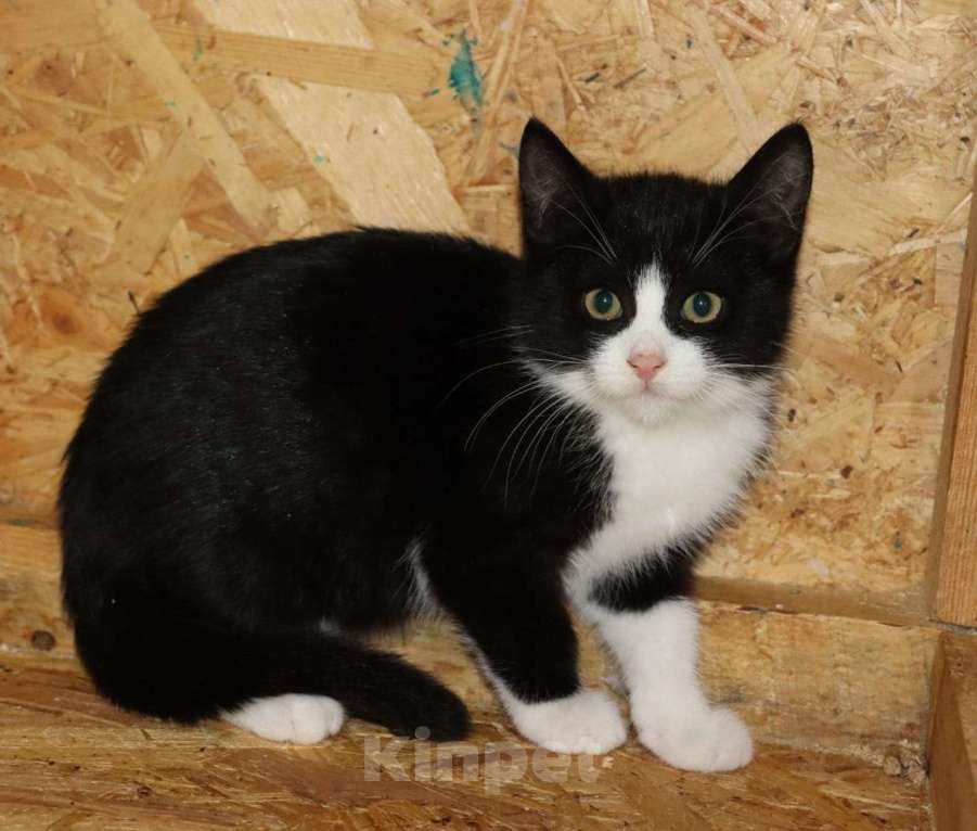 Кошки в Москве: Котята в поисках своих пап и мам Мальчик, Бесплатно - фото 4