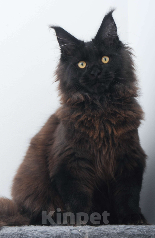 Кошки в Москве: Чёрный котенок мейн-кун  Мальчик, 45 000 руб. - фото 2