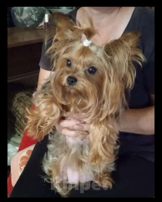 Собаки в Белгороде: Щенок йоркширского терьера Мальчик, 15 000 руб. - фото 4