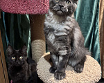 Кошки в Петергофе: Девулечка куночка  Девочка, 40 000 руб. - фото 7