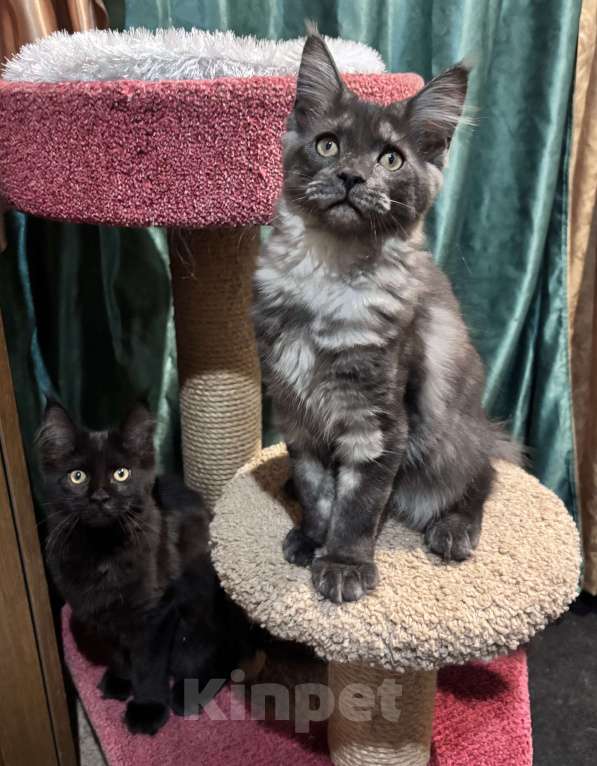 Кошки в Петергофе: Девулечка куночка  Девочка, 40 000 руб. - фото 7