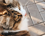 Кошки в Реутове: Тоша ищет дом Мальчик, 1 руб. - фото 1