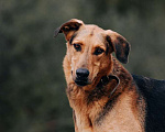 Собаки в Москве: Приютский пёс Брэд — идеальный мальчик в дар Мальчик, 1 руб. - фото 1