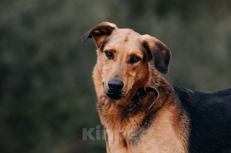 Собаки в Москве: Приютский пёс Брэд — идеальный мальчик в дар Мальчик, 1 руб. - фото 1