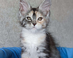 Кошки в Кяхте: Руби, 35 000 руб. - фото 8