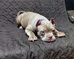 Собаки в Оренбурге: Американский булли щенки в типе покет Разнополые, Бесплатно - фото 1