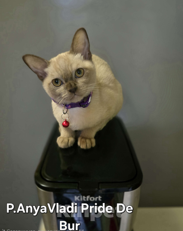 Кошки в Ореховом-Зуево: Кошка европейская бурма шоколадный окрас Девочка, 45 000 руб. - фото 3