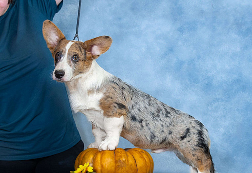 Вельш корги кардиган щенок