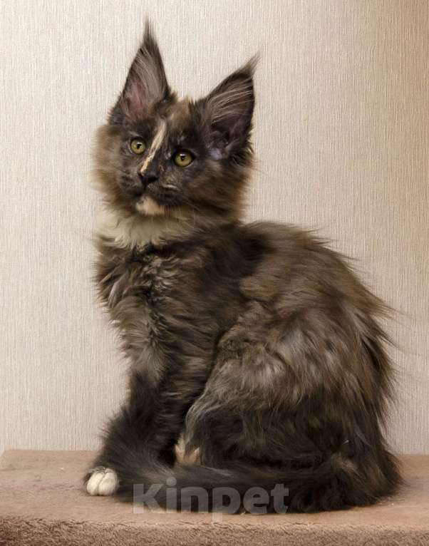 Кошки в Москве: Котята мейн-кун Девочка, 40 000 руб. - фото 1
