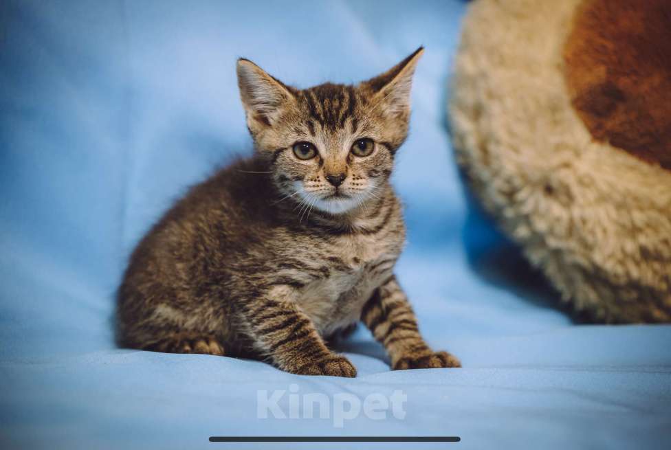 Кошки в Москве: Котенок мальчик в добрые руки Мальчик, 10 руб. - фото 2