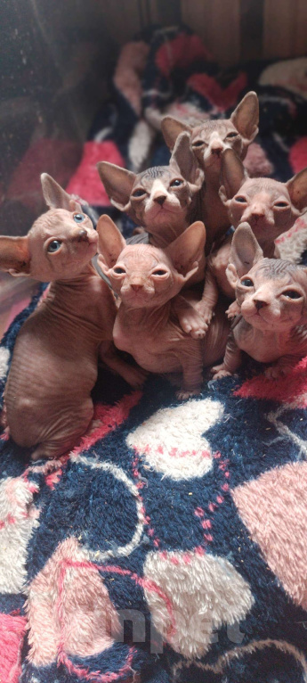 Кошки в Донецке: Котята Канадского сфинкса Девочка, 15 000 руб. - фото 1