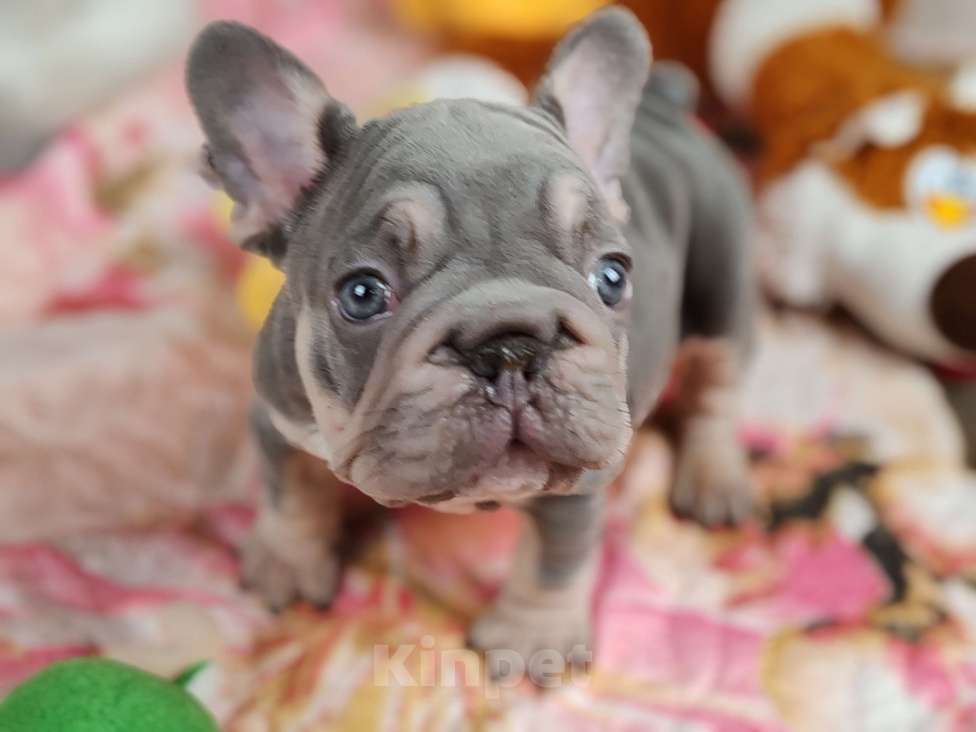 Собаки в Санкт-Петербурге: Шикарный лиловый мальчик  Мальчик, 120 000 руб. - фото 2