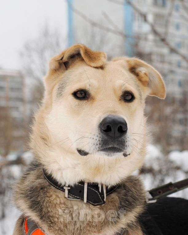 Собаки в Москве: Лада Девочка, Бесплатно - фото 2